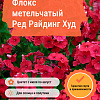 Флокс метельчатый Ред Райдинг Худ фото 1 