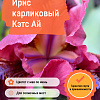 Ирис карликовый Кэтс Ай фото 1 
