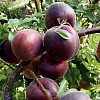 Шарафуга (гибрид) Белла Рояль фото 2 